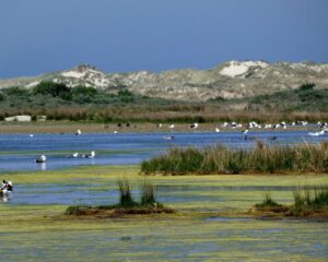 Geführte Inseltouren auf Borkum