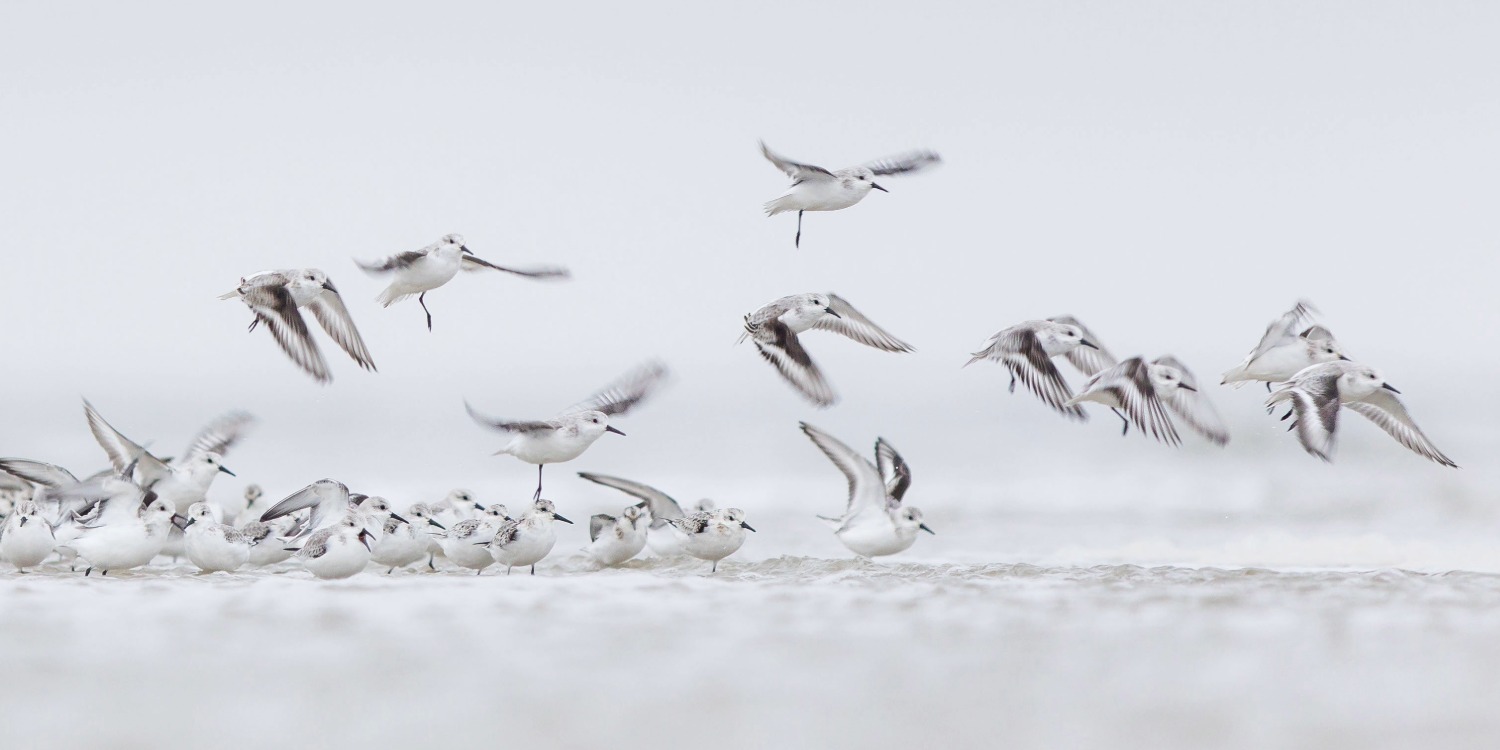 Zugvögel auf Borkum