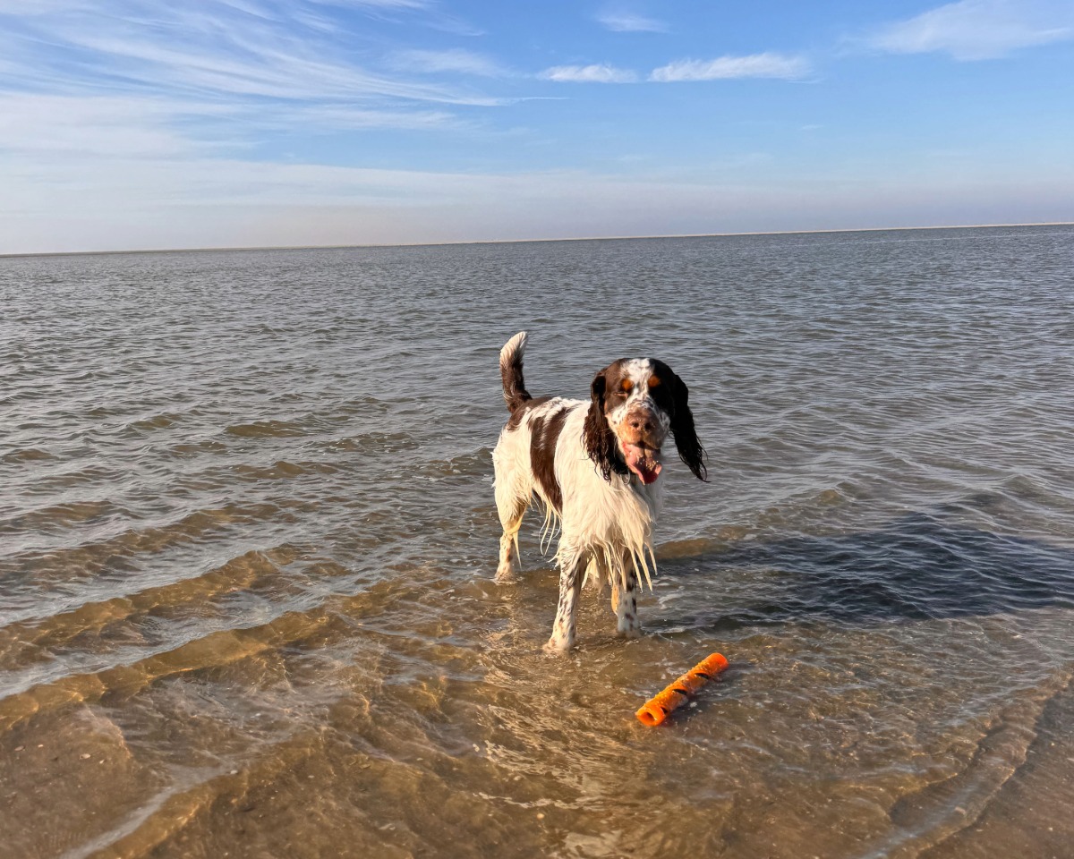 Hund Meer Borkum