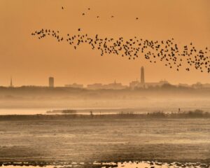 Zugvögel Borkum