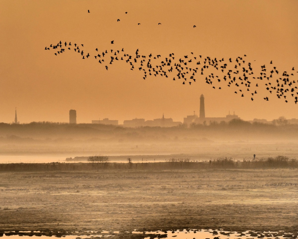 Zugvögel Borkum