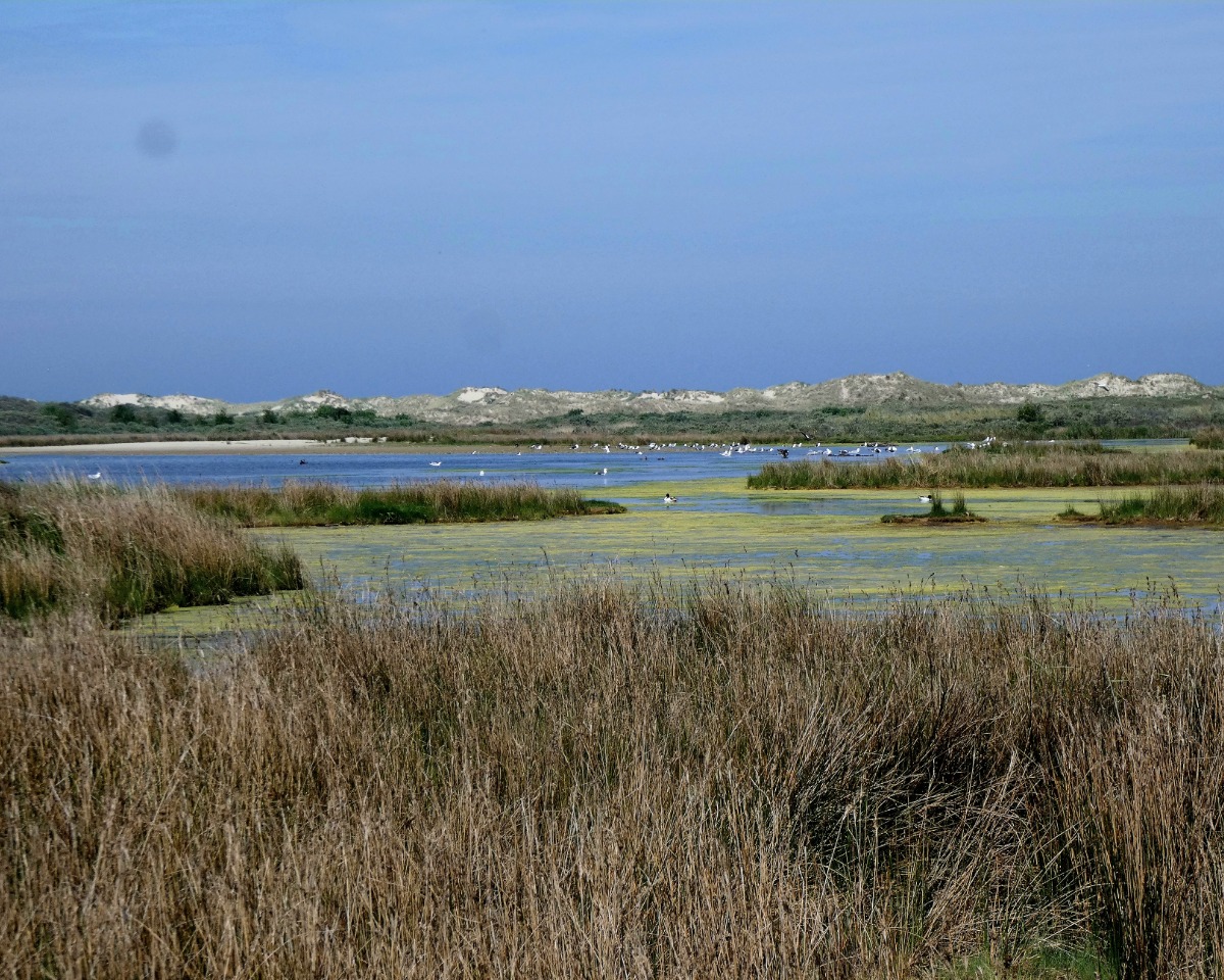 Zugvögel Ostland Borkum
