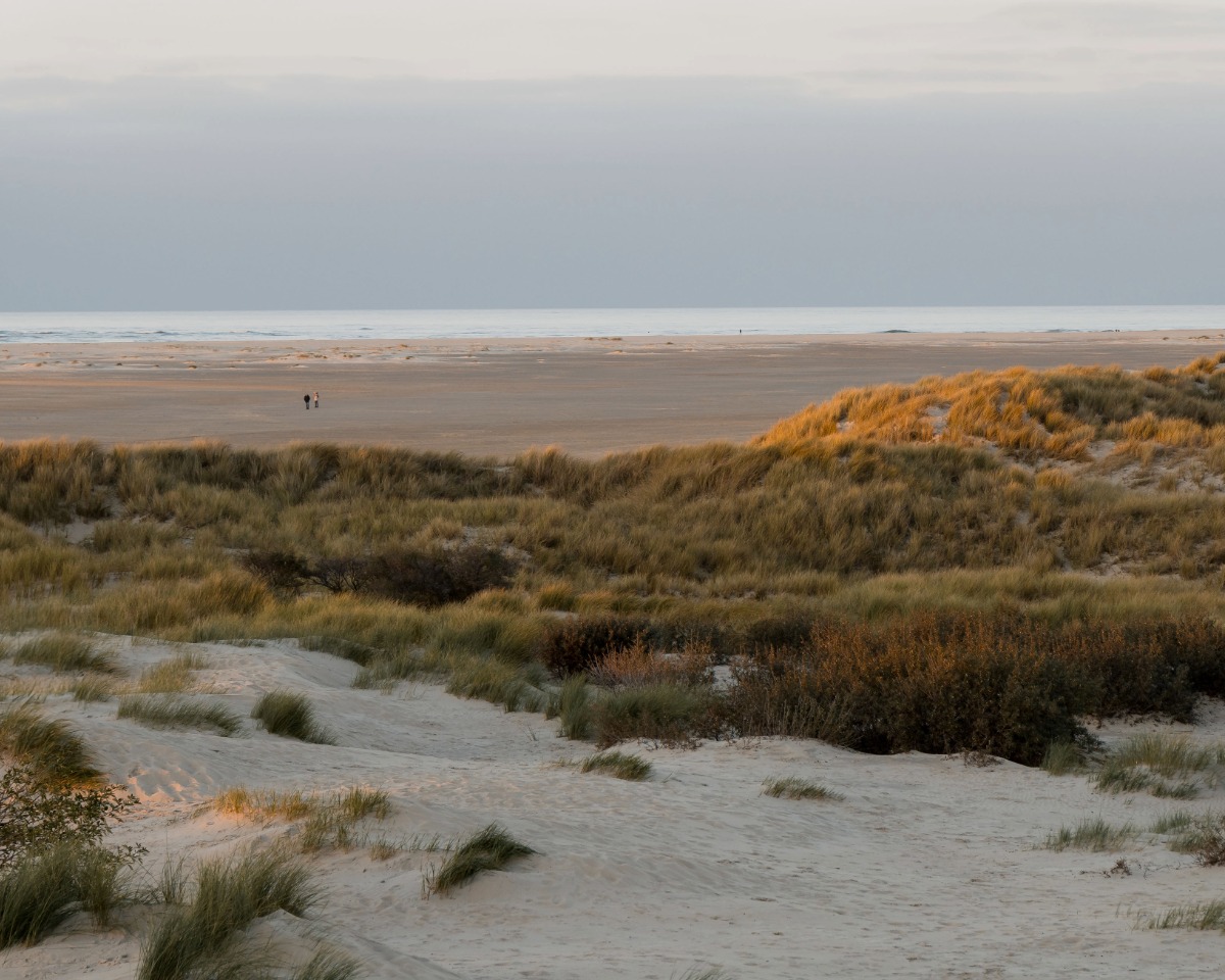 Duenen auf Borkum